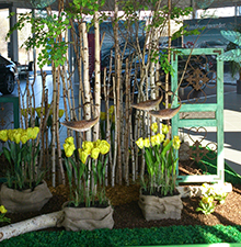 Innendekoration mit Frühlingsblumen © Barbaras Dekoservice